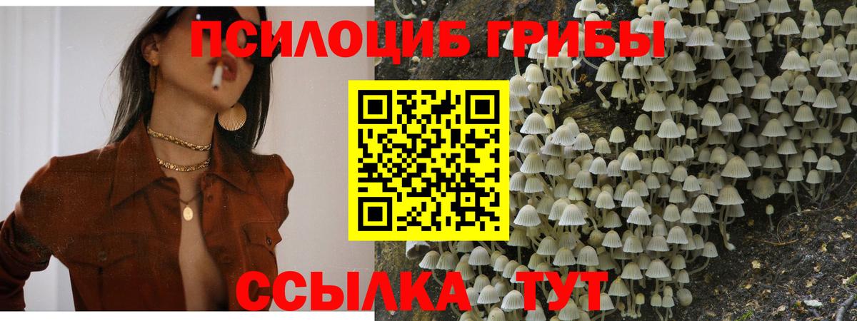 Псилоцибиновые грибы Psilocybe Зерноград